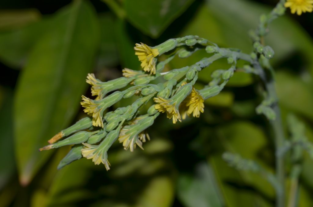 Lactuca sativa subsp. serriola / Lattuga selvatica