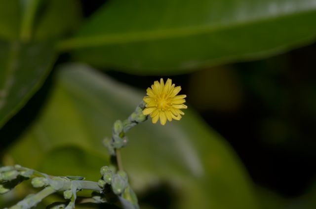 Lactuca sativa subsp. serriola / Lattuga selvatica