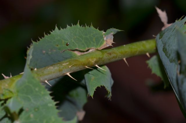 Lactuca sativa subsp. serriola / Lattuga selvatica