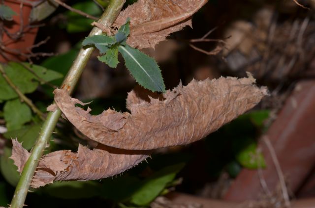 Lactuca sativa subsp. serriola / Lattuga selvatica