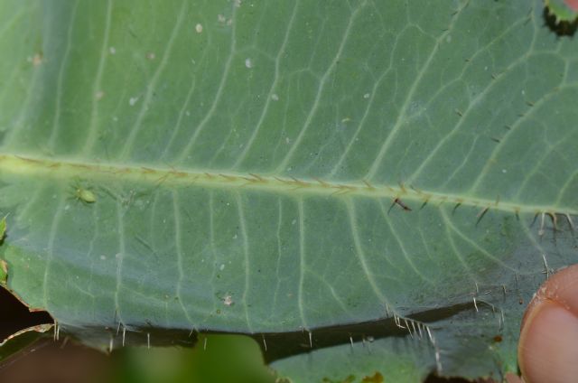 Lactuca sativa subsp. serriola / Lattuga selvatica