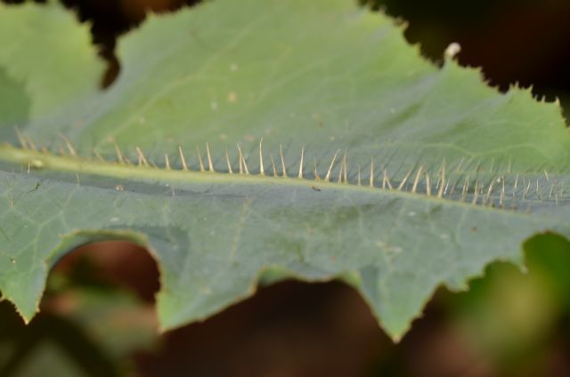 Lactuca sativa subsp. serriola / Lattuga selvatica