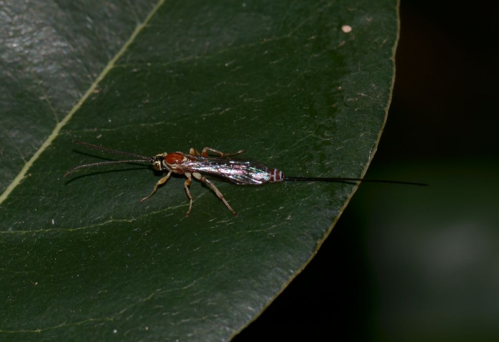 Perithous cfr. septemcinctorius, Ichneumonidae