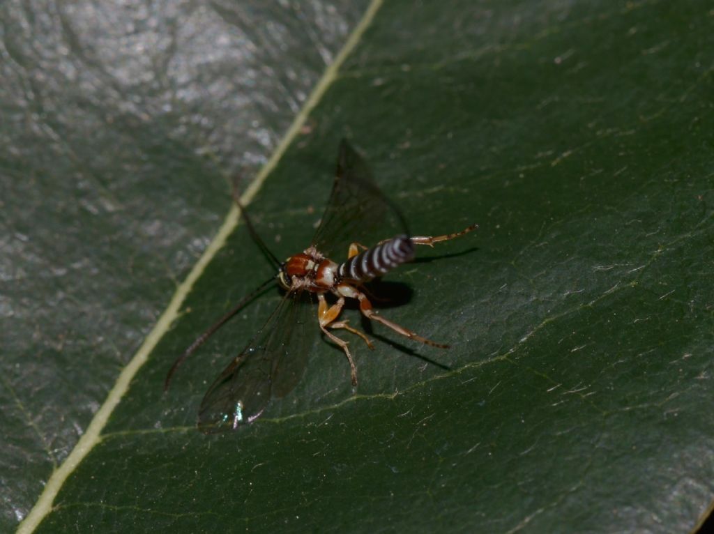 Perithous cfr. septemcinctorius, Ichneumonidae