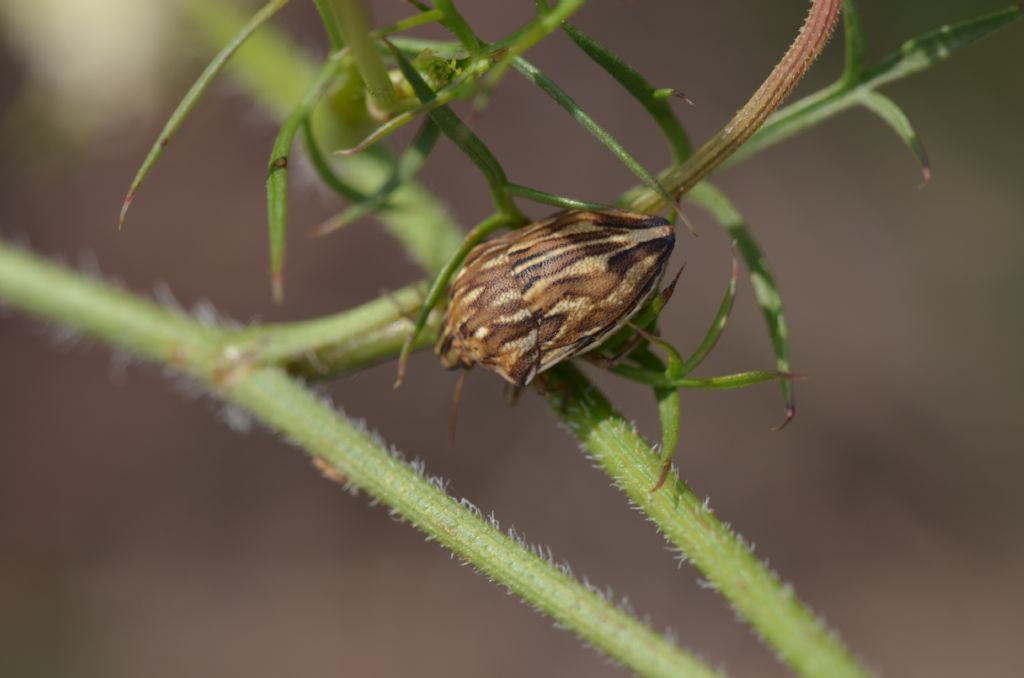 Scutelleridae: Odontotarsus purpureolineatus della Toscana