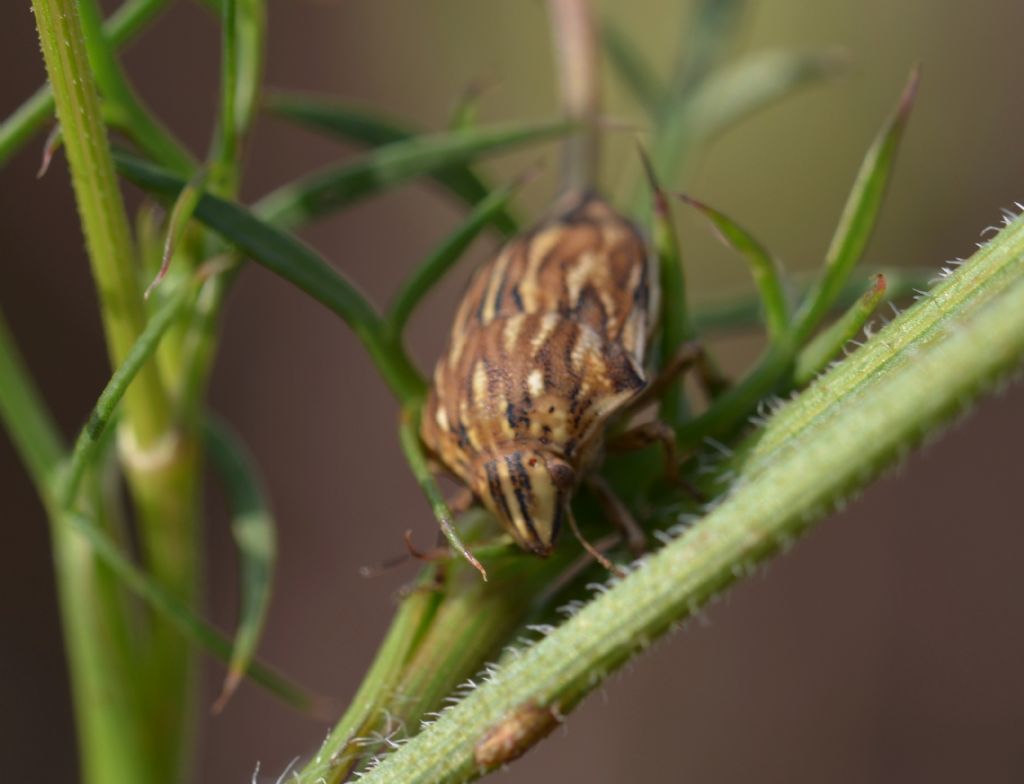 Scutelleridae: Odontotarsus purpureolineatus della Toscana