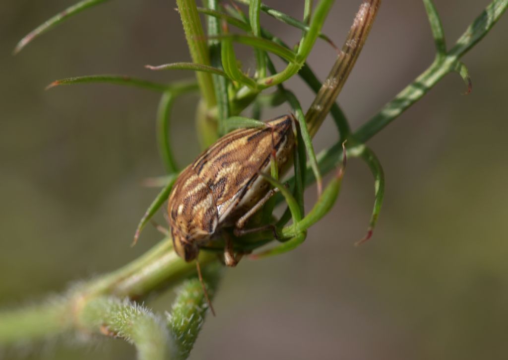 Scutelleridae: Odontotarsus purpureolineatus della Toscana