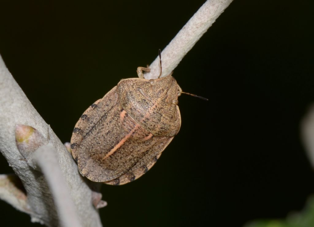 Scutelleridae:  Eurygaster ?  S, Eurigaster austriaca