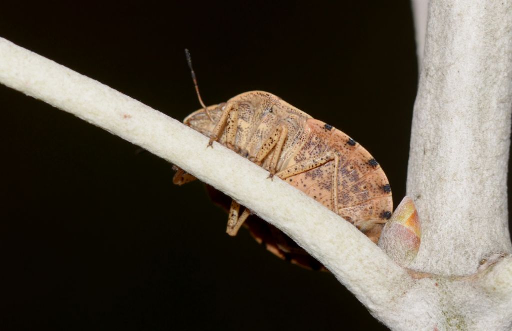 Scutelleridae:  Eurygaster ?  S, Eurigaster austriaca