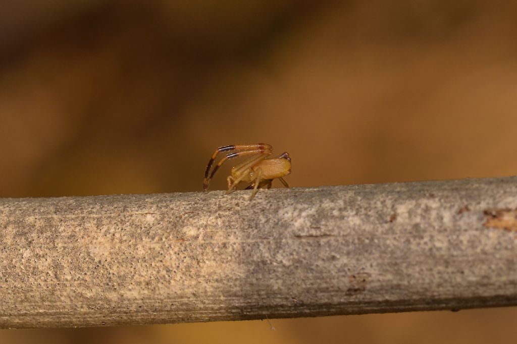 Thomisidae: Runcinia grammica, maschio  - Grosseto