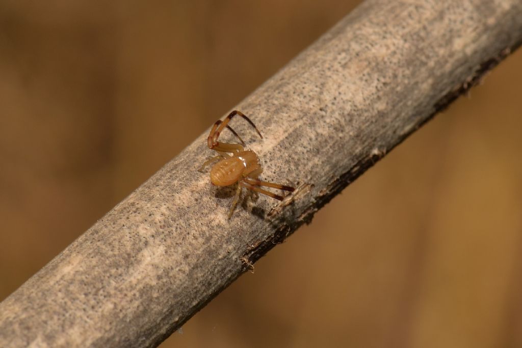 Thomisidae: Runcinia grammica, maschio  - Grosseto