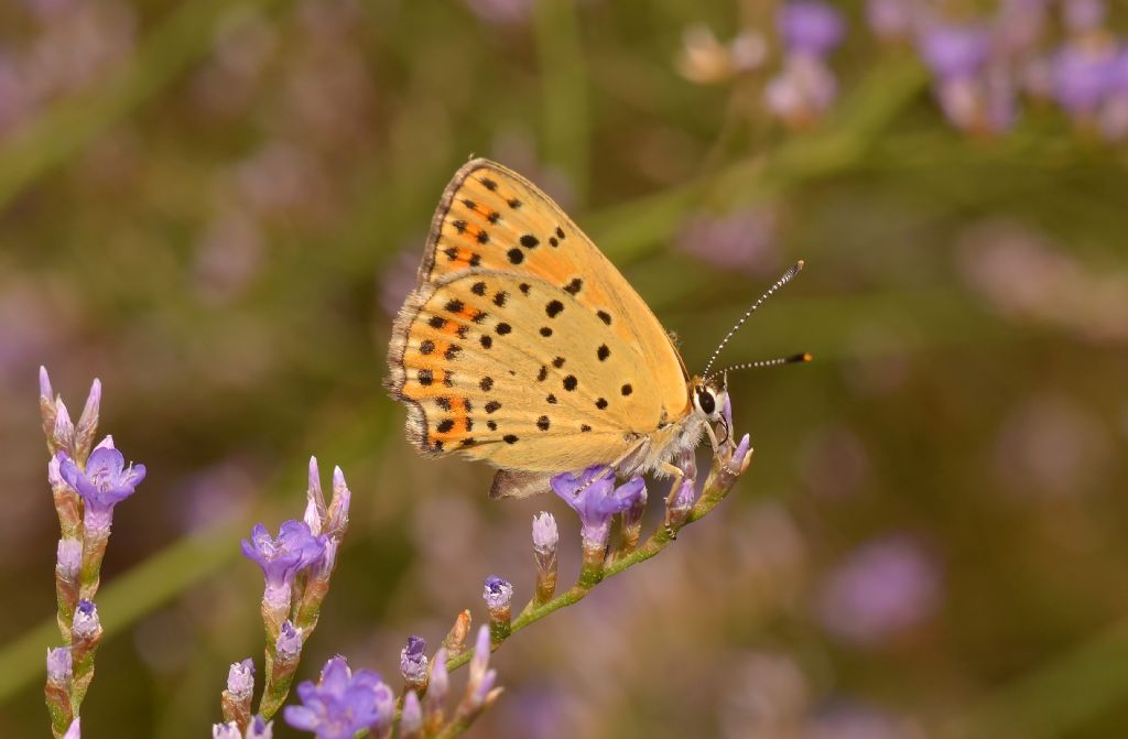 Da identificare - Lycaena tityrus