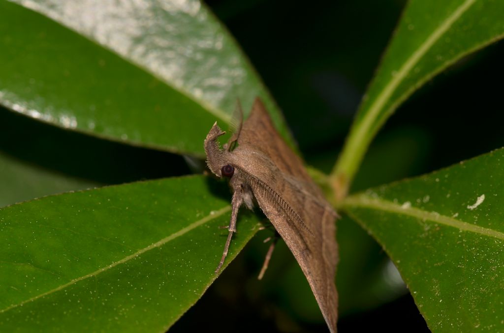 Falena da ID - Pechipogo plumigeralis