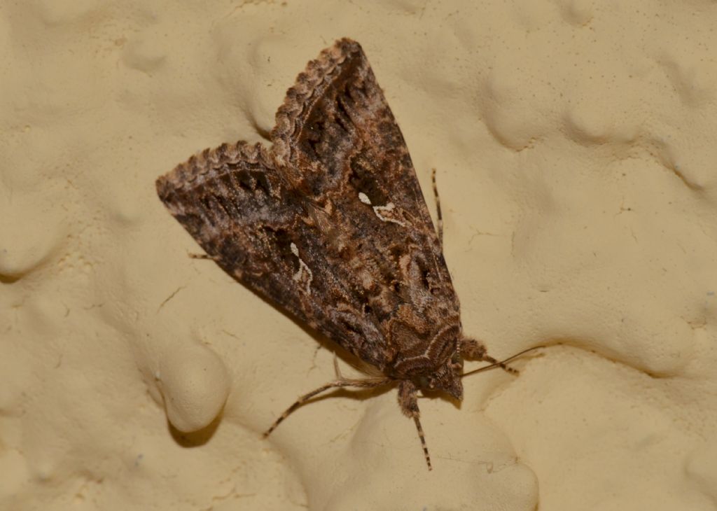 Autographa? No, Trichoplusia ni, Noctuidae