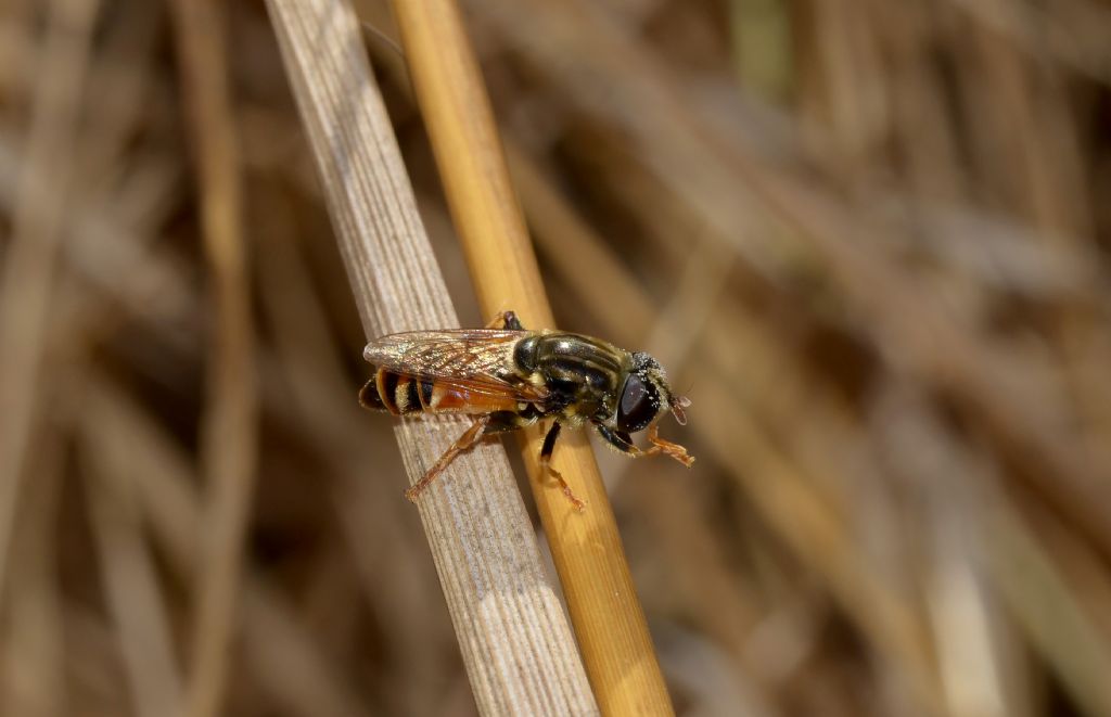 Merodon sp. femmina gruppo avidus (Syrphidae)