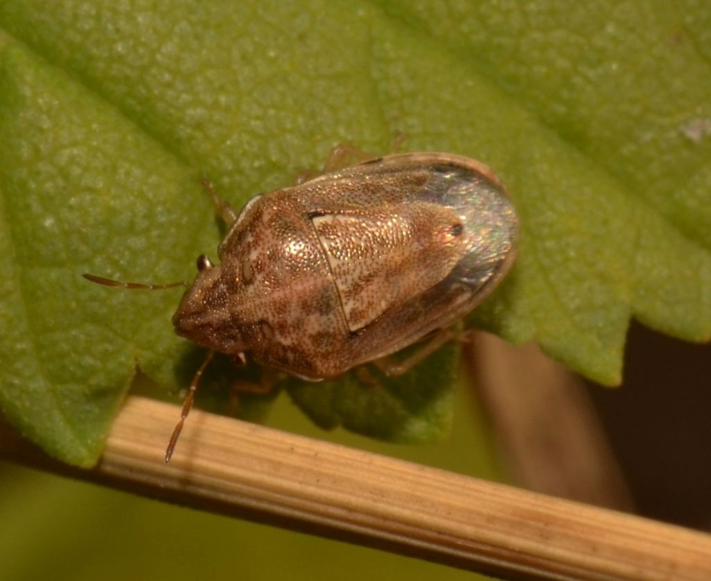 Pentatomidae:  Neottiglossa bifida