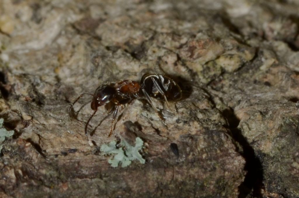 Formiche da identificare:  Liometopum microcephalum e Linepithema humile