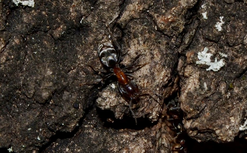 Formiche da identificare:  Liometopum microcephalum e Linepithema humile