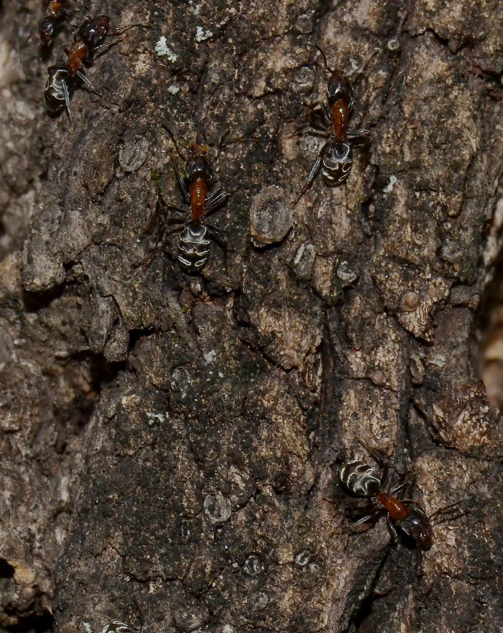 Formiche da identificare:  Liometopum microcephalum e Linepithema humile