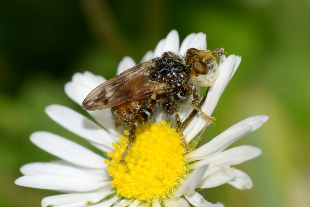 Myopa cf. polystigma (Conopidae)