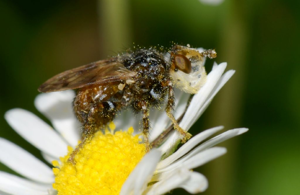 Myopa cf. polystigma (Conopidae)