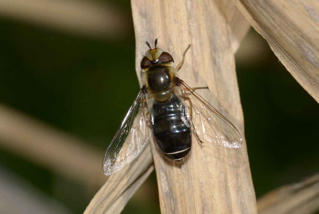 Syrphidae: Scaeva cfr. pyrastri, femmina melanica