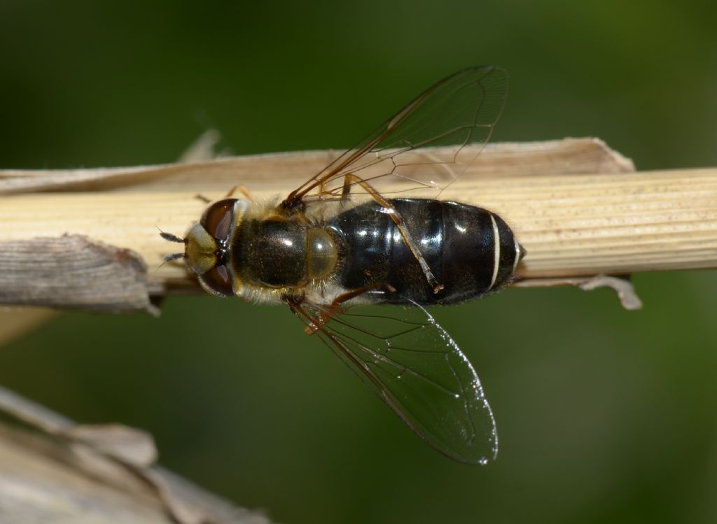 Syrphidae: Scaeva cfr. pyrastri, femmina melanica