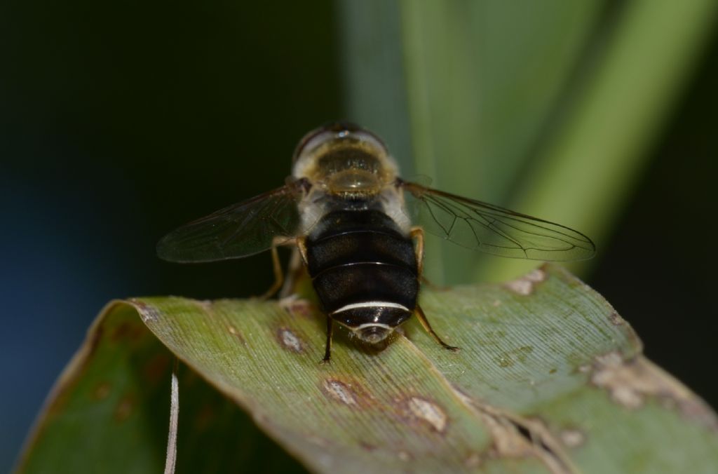 Syrphidae: Scaeva cfr. pyrastri, femmina melanica