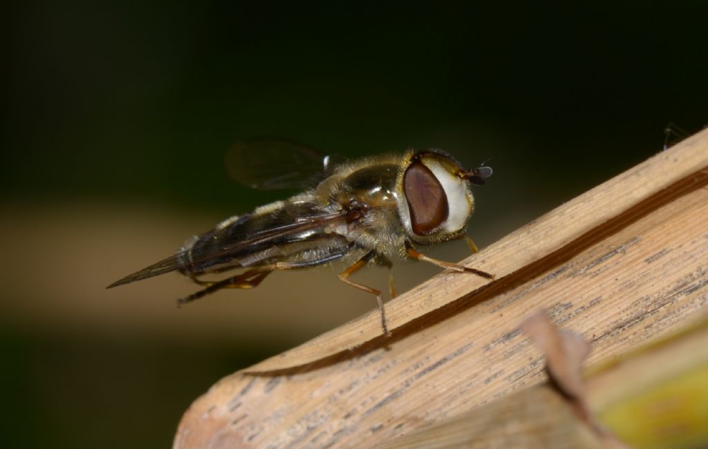 Syrphidae: Scaeva cfr. pyrastri, femmina melanica