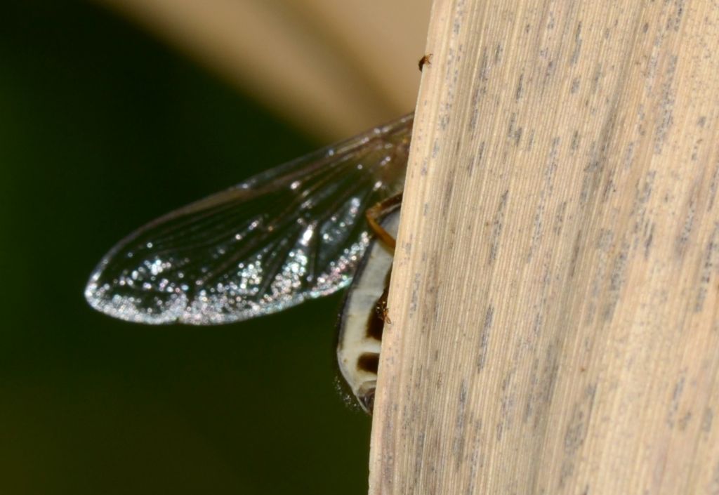 Syrphidae: Scaeva cfr. pyrastri, femmina melanica