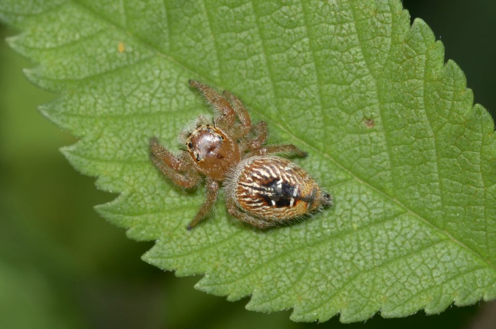 Thyene imperialis, femmina  -  Grosseto