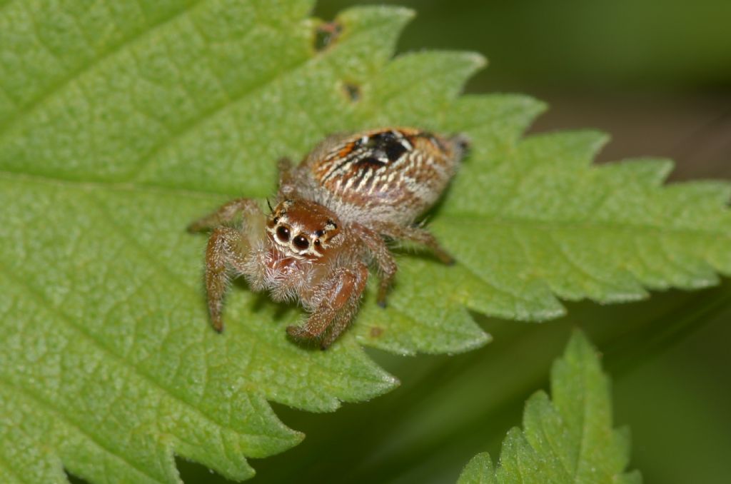 Thyene imperialis, femmina  -  Grosseto