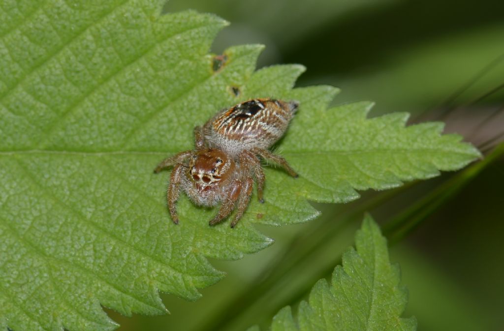 Thyene imperialis, femmina  -  Grosseto