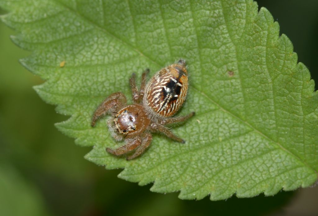 Thyene imperialis, femmina  -  Grosseto