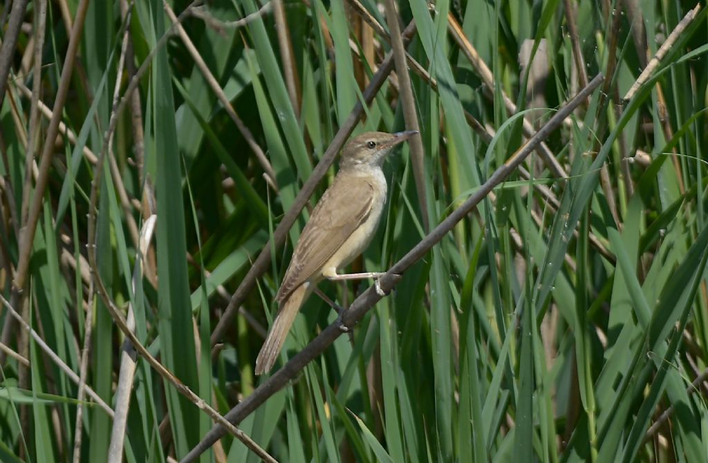 Cannaiola? No, Cannareccione (Acrocephalus arundinaceus)