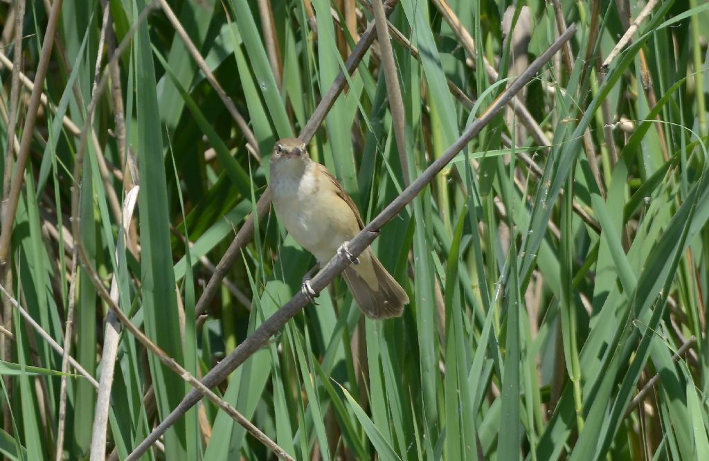 Cannaiola? No, Cannareccione (Acrocephalus arundinaceus)