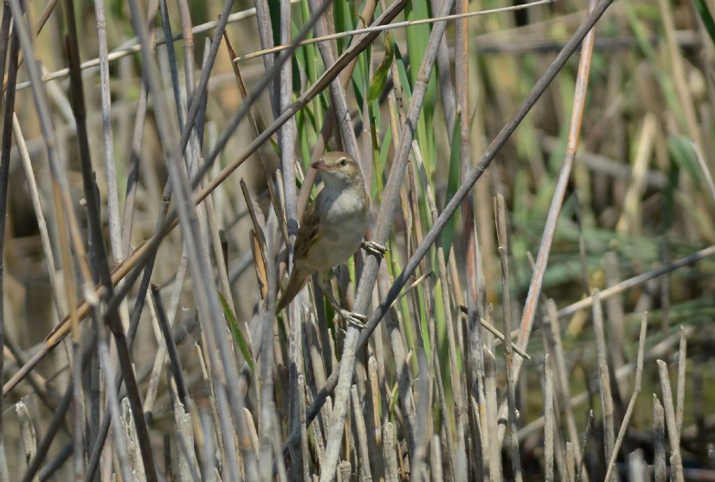 Cannaiola? No, Cannareccione (Acrocephalus arundinaceus)