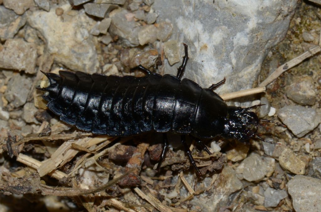 larva di Carabidae: Carabus sp.
