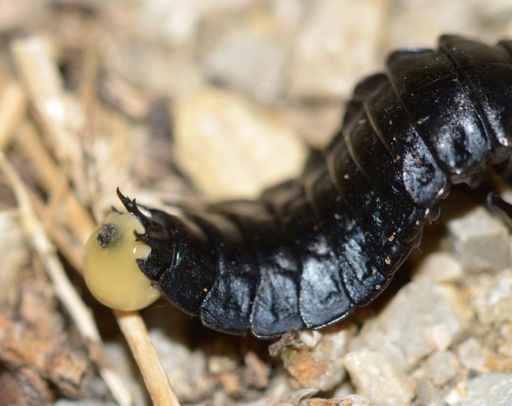 larva di Carabidae: Carabus sp.
