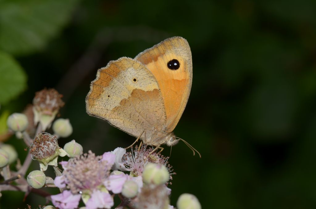 Lepidottero da identificare - Maniola jurtina, Nymphalidae Satyrinae