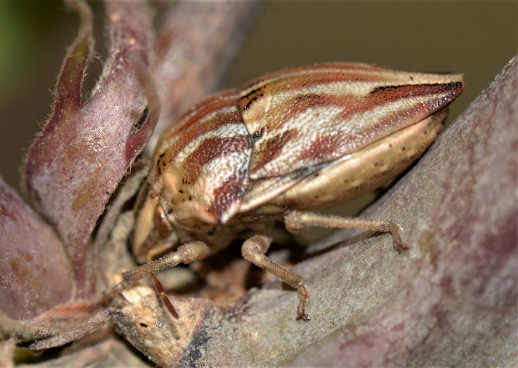 Scutelleridae: Odontotarsus robustus