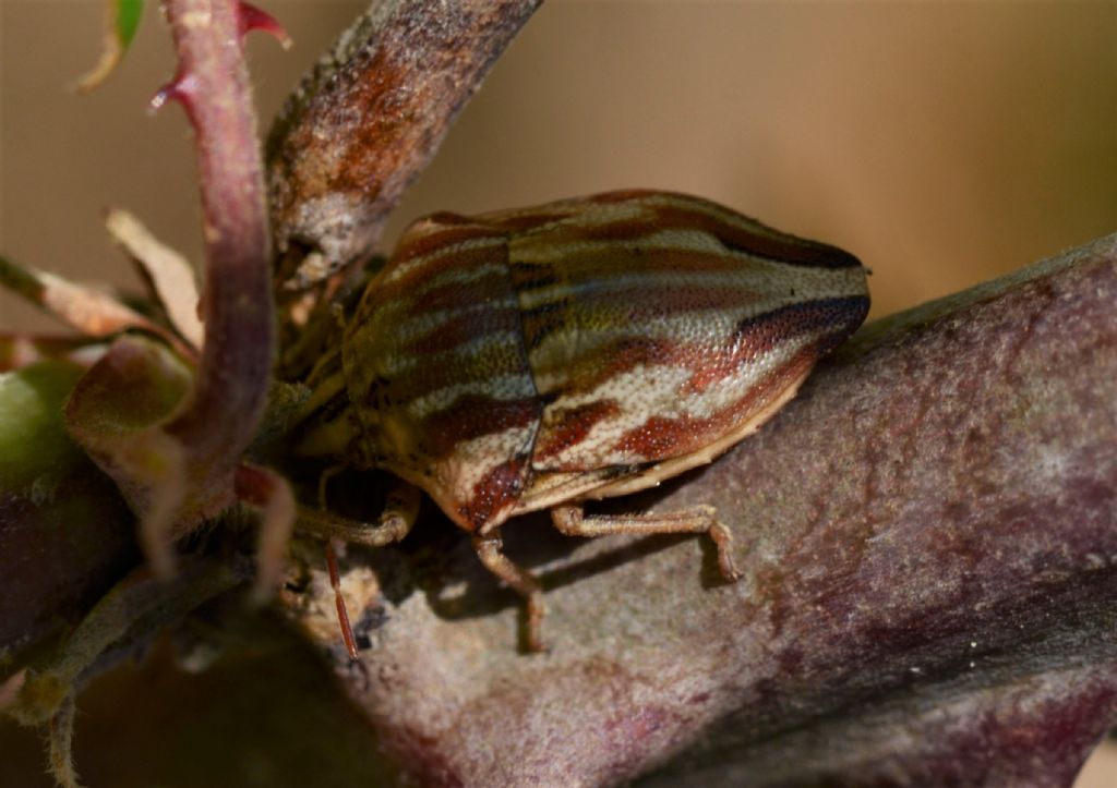 Scutelleridae: Odontotarsus robustus