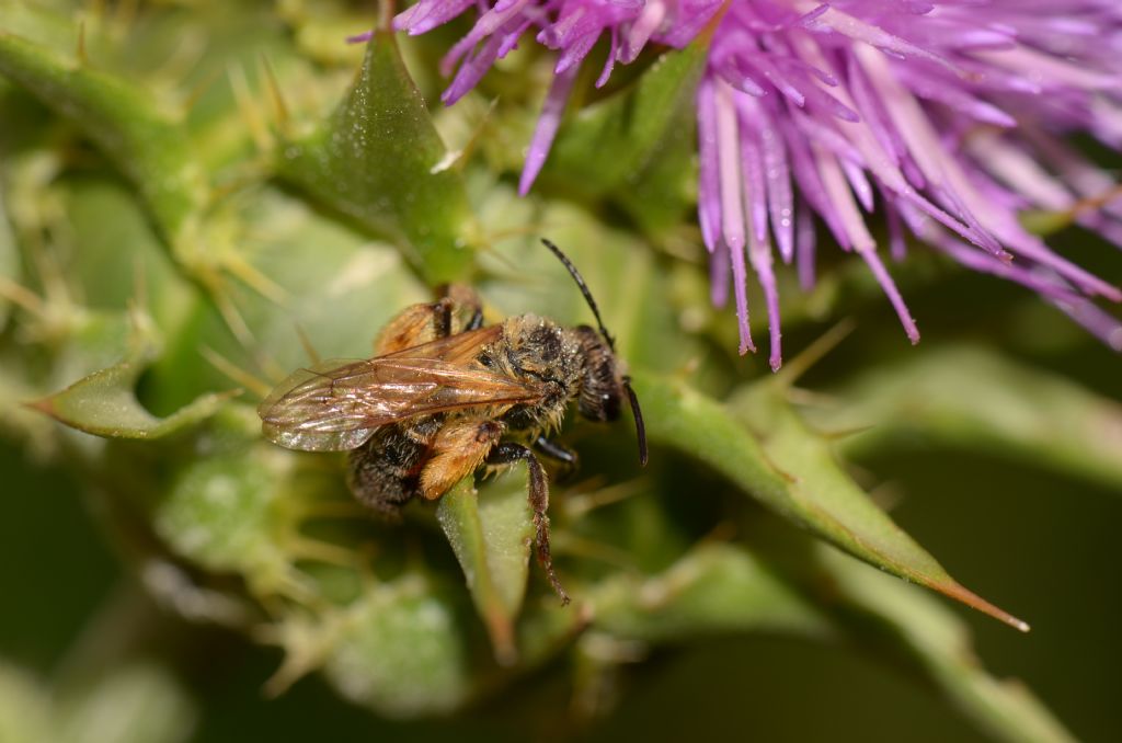 Apidae Andreninae:   Andrena sp., femmina