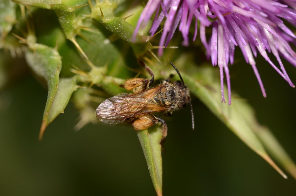 Apidae Andreninae:   Andrena sp., femmina