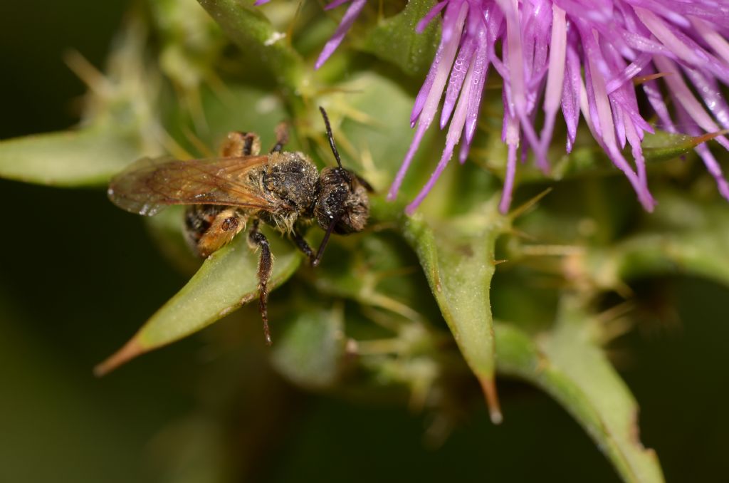 Apidae Andreninae:   Andrena sp., femmina