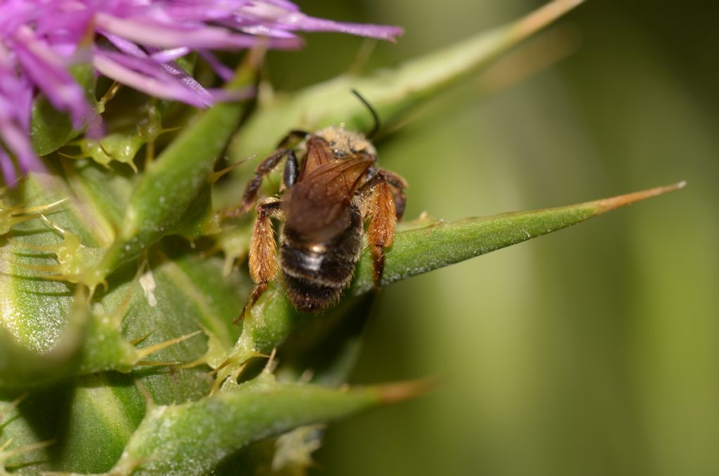 Apidae Andreninae:   Andrena sp., femmina