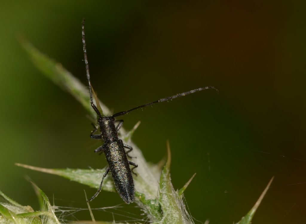 Cerambicidae:  Stenostola ferrea?  No, Agapanthia cardui