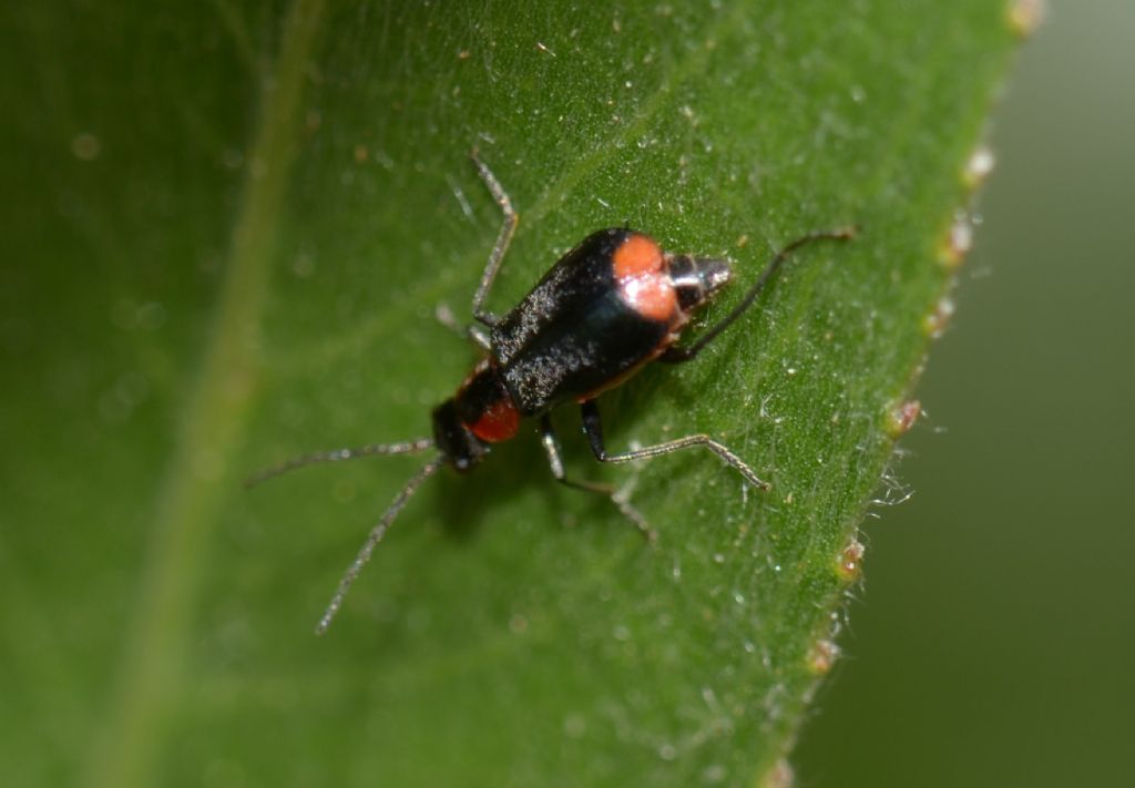 Malachiidae:  Attalus varitarsis ? No,  Axinotarsus sp. femmina