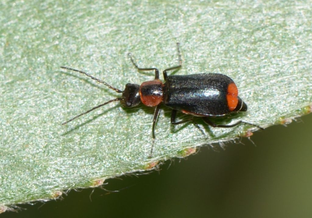 Malachiidae:  Attalus varitarsis ? No,  Axinotarsus sp. femmina