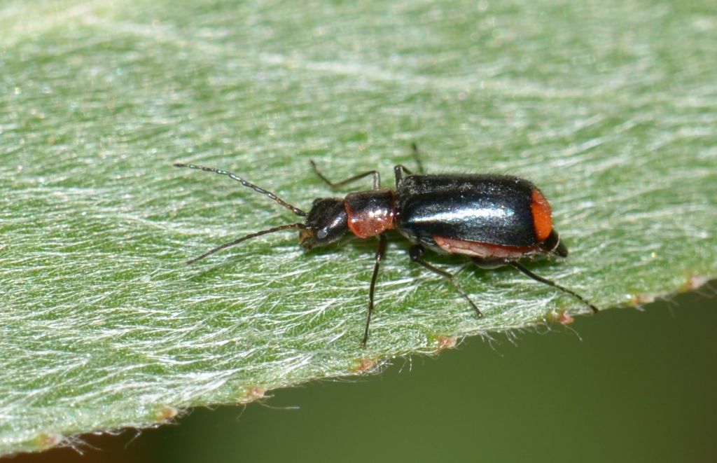 Malachiidae:  Attalus varitarsis ? No,  Axinotarsus sp. femmina